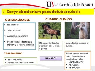4. Corynebacterium pseudotuberculosis
• No lipofilica
• Son inmóviles
• Anaerobio facultativo
• Posee toxinas : fosfolipasa-
D (PLD) y la toxina diftérica
GENERALIDADES CUADRO CLINICO
Otros rumiantes, los
abortos y abcesos en
equinos
Linfoadenitis caseosa en
ovinos
HUMANOS
Es raro que se presente
pero también puede
puede desarrollar
• LINFOADENITIS
• ABSCESOS
• NEUMONIA
TRATAMIENTO
• TETRACICLINA
• ERITROMICINA(macrolido)
 