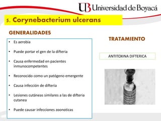 5. Corynebacterium ulcerans
• Es aerobia
• Puede portar el gen de la difteria
• Causa enfermedad en pacientes
inmunocompetentes
• Reconocido como un patógeno emergente
• Causa infección de difteria
• Lesiones cutáneas similares a las de difteria
cutanea
• Puede causar infecciones zoonoticas
GENERALIDADES
TRATAMIENTO
ANTITOXINA DIFTERICA
 