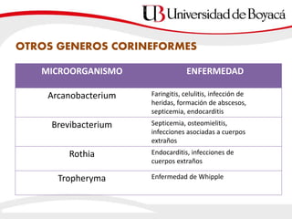 OTROS GENEROS CORINEFORMES
MICROORGANISMO ENFERMEDAD
Arcanobacterium Faringitis, celulitis, infección de
heridas, formación de abscesos,
septicemia, endocarditis
Brevibacterium Septicemia, osteomielitis,
infecciones asociadas a cuerpos
extraños
Rothia Endocarditis, infecciones de
cuerpos extraños
Tropheryma Enfermedad de Whipple
 