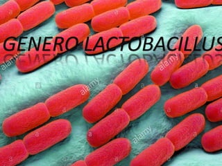 GENERO LACTOBACILLUS
 