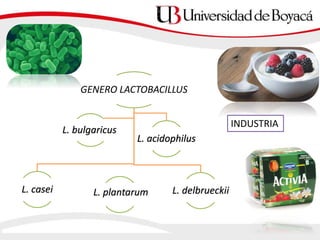GENERO LACTOBACILLUS
L. casei L. delbrueckii
L. acidophilus
L. bulgaricus
L. plantarum
INDUSTRIA
 
