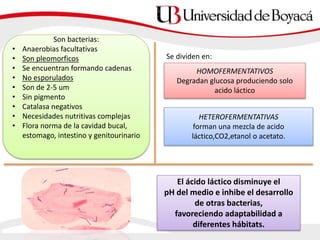Son bacterias:
• Anaerobias facultativas
• Son pleomorficos
• Se encuentran formando cadenas
• No esporulados
• Son de 2-5 um
• Sin pigmento
• Catalasa negativos
• Necesidades nutritivas complejas
• Flora norma de la cavidad bucal,
estomago, intestino y genitourinario
Se dividen en:
HOMOFERMENTATIVOS
Degradan glucosa produciendo solo
acido láctico
HETEROFERMENTATIVAS
forman una mezcla de acido
láctico,CO2,etanol o acetato.
El ácido láctico disminuye el
pH del medio e inhibe el desarrollo
de otras bacterias,
favoreciendo adaptabilidad a
diferentes hábitats.
 