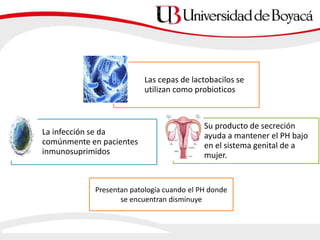 Las cepas de lactobacilos se
utilizan como probioticos
La infección se da
comúnmente en pacientes
inmunosuprimidos
Su producto de secreción
ayuda a mantener el PH bajo
en el sistema genital de a
mujer.
Presentan patología cuando el PH donde
se encuentran disminuye
 
