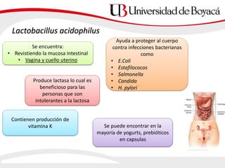 Lactobacillus acidophilus
Se encuentra:
• Revistiendo la mucosa intestinal
• Vagina y cuello uterino
Produce lactasa lo cual es
beneficioso para las
personas que son
intolerantes a la lactosa
Contienen producción de
vitamina K
Ayuda a proteger al cuerpo
contra infecciones bacterianas
como
• E.Coli
• Estafilococos
• Salmonella
• Candida
• H. pylori
Se puede encontrar en la
mayoría de yogurts, prebióticos
en capsulas
 