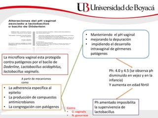 La microflora vaginal esta protegida
contra patógenos por el bacilo de
Doderline, Lactobacillus acidophilus,
lactobacillus vaginalis.
• La adherencia específica al
epitelio
• La producción de compuestos
antimicrobianos
• La congregación con patógenos
A partir de mecanismos
como
Contra
• G. vaginalis
• N. gonorreae
• Manteniendo el pH vaginal
• mejorando la depuración
• impidiendo el desarrollo
intravaginal de gérmenes
patógenos
Ph: 4.0 y 4.5 (se observa ph
disminuido en vejez y en la
infancia)
Y aumenta en edad fértil
Ph amentado imposibilita
la supervivencia de
lactobacillus
 