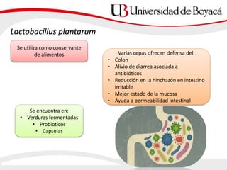 Lactobacillus plantarum
Se utiliza como conservante
de alimentos Varias cepas ofrecen defensa del:
• Colon
• Alivio de diarrea asociada a
antibióticos
• Reducción en la hinchazón en intestino
irritable
• Mejor estado de la mucosa
• Ayuda a permeabilidad intestinal
Se encuentra en:
• Verduras fermentadas
• Probioticos
• Capsulas
 