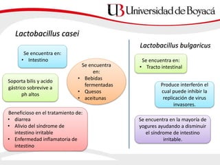 Lactobacillus casei
Se encuentra en:
• Intestino
Soporta bilis y acido
gástrico sobrevive a
ph altos
Lactobacillus bulgaricus
Beneficioso en el tratamiento de:
• diarrea
• Alivio del síndrome de
intestino irritable
• Enfermedad inflamatoria de
intestino
Se encuentra
en:
• Bebidas
fermentadas
• Quesos
• aceitunas
Se encuentra en:
• Tracto intestinal
Produce interferón el
cual puede inhibir la
replicación de virus
invasores.
Se encuentra en la mayoría de
yogures ayudando a disminuir
el síndrome de intestino
irritable.
 