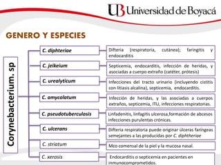 C. diphteriae
C. striatum
C. ulcerans
C. jeikeium
C. urealyticum
C. amycolatum
C. pseudotuberculosis
C. xerosis
Corynebacterium.sp
GENERO Y ESPECIES
Difteria (respiratoria, cutánea); faringitis y
endocarditis
Septicemia, endocarditis, infección de heridas, y
asociadas a cuerpo extraño (catéter, prótesis)
Difteria respiratoria puede originar úlceras faríngeas
semejantes a las producidas por C. diphtheriae
Linfadenitis, linfagitis ulcerosa,formación de abcesos
infecciones purulentas crónicas.
Infecciones del tracto urinario (incluyendo cistitis
con litiasis alcalina), septicemia, endocarditis.
Infección de heridas, y las asociadas a cuerpos
extraños, septicemia, ITU, infecciones respiratorias.
Mco comensal de la piel y la mucosa nasal.
Endocarditis o septicemia en pacientes en
inmunocomprometidos.
 