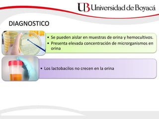 DIAGNOSTICO
• Se pueden aislar en muestras de orina y hemocultivos.
• Presenta elevada concentración de microrganismos en
orina
• Los lactobacilos no crecen en la orina
 