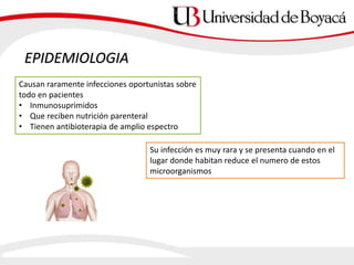 EPIDEMIOLOGIA
Causan raramente infecciones oportunistas sobre
todo en pacientes
• Inmunosuprimidos
• Que reciben nutrición parenteral
• Tienen antibioterapia de amplio espectro
Su infección es muy rara y se presenta cuando en el
lugar donde habitan reduce el numero de estos
microorganismos
 