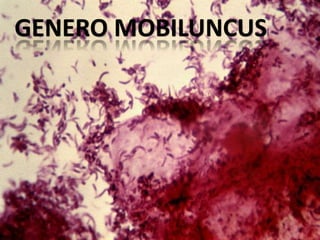 GENERO MOBILUNCUS
 