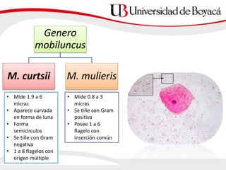 Genero
mobiluncus
M. curtsii M. mulieris
• Mide 1.9 a 6
micras
• Aparece curvada
en forma de luna
• Forma
semicírculos
• Se tiñe con Gram
negativa
• 1 a 8 flagelos con
origen múltiple
• Mide 0.8 a 3
micras
• Se tiñe con Gram
positiva
• Posee 1 a 6
flagelo con
inserción común
 
