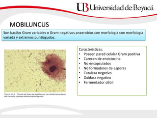 MOBILUNCUS
Son bacilos Gram variables o Gram negativos anaerobios con morfología con morfología
variada y extremos puntiagudos.
Caracteristicas:
• Poseen pared celular Gram positiva
• Carecen de endotoxina
• No encapsulados
• No formadores de esporas
• Catalasa negativo
• Oxidasa negativo
• Fermentador débil
 