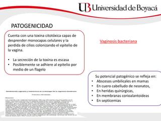 PATOGENICIDAD
Cuenta con una toxina citotóxica capas de
desprender monocapas celulares y la
perdida de cilios colonizando el epitelio de
la vagina.
• La secreción de la toxina es escasa
• Posiblemente se adhiere al epitelio por
medio de un flagelo
Su potencial patogénico se refleja en:
• Abscesos umbilicales en mamas
• En cuero cabelludo de neonatos,
• En heridas quirúrgicas,
• En membranas corioalantoideas
• En septicemias
Vaginosis bacteriana
 