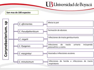Corynebacterium.sp
C. afermentas
C. Pseudiptheriticum
C. riegelii
C. Pyogenes
C. macginleyi
C. minutisimum
Asociada a infecciones oculares
Infecciones de herida e infecciones de tracto
respiratorio
Infecciones de tracto urinario incluyendo
pielonefritis y cistitis
Infecciones de tracto genitourinario
Formación de abcesos
Afecta la piel
Son mas de 100 especies
 