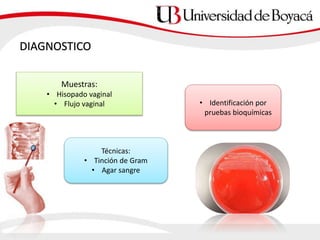 Muestras:
• Hisopado vaginal
• Flujo vaginal
DIAGNOSTICO
Técnicas:
• Tinción de Gram
• Agar sangre
• Identificación por
pruebas bioquímicas
 