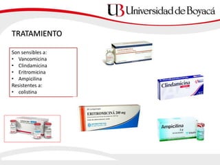 TRATAMIENTO
Son sensibles a:
• Vancomicina
• Clindamicina
• Eritromicina
• Ampicilina
Resistentes a:
• colistina
 