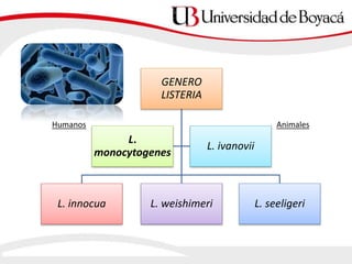 GENERO
LISTERIA
L. innocua L. weishimeri L. seeligeri
L.
monocytogenes
L. ivanovii
Humanos Animales
 