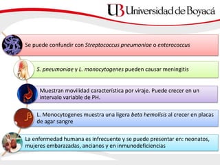 Se puede confundir con Streptococcus pneumoniae o enterococcus
S. pneumoniae y L. monocytogenes pueden causar meningitis
Muestran movilidad característica por viraje. Puede crecer en un
intervalo variable de PH.
L. Monocytogenes muestra una ligera beta hemolisis al crecer en placas
de agar sangre
La enfermedad humana es infrecuente y se puede presentar en: neonatos,
mujeres embarazadas, ancianos y en inmunodeficiencias
 