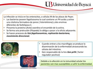 • Cuando entran a los macrófagos se produce la
diseminación de la enfermedad atravesando las
células del intestino.
• Gen responsable de la lisis Gen prFA ( factor
regulador positivo)
Debido a la afección en la inmunidad celular los
pacientes son mas susceptibles a sufrir la enfermedad.
La infección se inicia en los enterocitos, o células M de las placas de Peyer.
• Las bacterias poseen fagolisosoma la cual contiene un PH acido y activa
una citolisina formadora de poros ( listeriolisisna) y dos enzimas
diferentes de fosfolipasa C.
• Presenta la proteína (Acta) coordina el ensamble de la actina.
• Se forma una protrusión (filopodo) la obliga a pasar a la célula adyacente.
• Se hacen procesos de lisis fagolisosomicas, replicación bacteriana,
movimiento direccional.
 