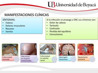 MANIFESTACIONES CLÍNICAS
Enfermedad
neonatal
Infecciones
en mujeres
embarazadas
Enfermedad
en adultos
sanos
Meningitis
bacteriana
Bacteriemia
primaria
SÍNTOMAS:
• Fiebres
• Dolores musculares
• Nauseas
• Vomito
Si la infección se propaga a SNC sus síntomas son:
• Dolor de cabeza
• Torticolis
• Confusión
• Perdida del equilibrio
• Convulsiones
 