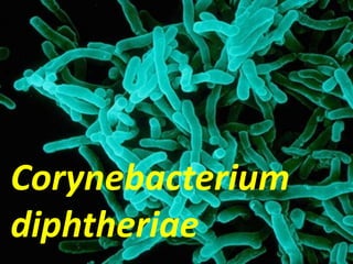 Corynebacterium
diphtheriae
 