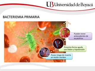 BACTERIEMIA PRIMARIA
Posee riesgo de muerte
en recién nacidos
Presenta forma aguda
con fiebre y hipotensión
Pueden tener
antecedentes de
escalofríos
 