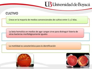 CULTIVO
Crece en la mayoría de medios convencionales de cultivo entre 1 y 2 días.
La beta hemolisis en medios de agar sangre sirve para distinguir listeria de
otras bacterias morfológicamente iguales
La motilidad es característica para la identificación
 