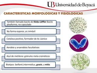 También llamado bacilo de Klebs-Löffler Bacilo
pleoformo, no capsulado
No forma esporas ,es inmóvil
Catalasa positivo, formador de Ac Láctico
Aerobio y anaerobios facultativos
Azul de metileno: gránulos meta cromáticos
Biotipos :belfanti,intermedius, gravis, y mitis
CARACTERISTICAS MORFOLOGICAS Y FISIOLOGICAS
 