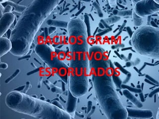 BACILOS GRAM
POSITIVOS
ESPORULADOS
 