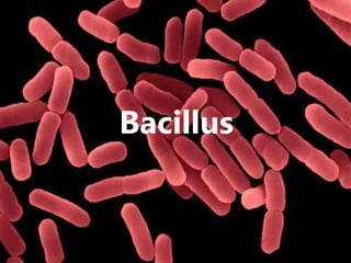 Bacillus
 