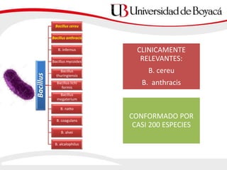 Bacillus
Bacillus cereu
Bacillus anthracis
B. infernus
Bacillus mycoides
Bacillus
thuringiensis
Bacillus lichi
formis
Bacillus
megaterium
B. natto
B. coagulans
B. alvei
B. alcalophilus
CLINICAMENTE
RELEVANTES:
B. cereu
B. anthracis
CONFORMADO POR
CASI 200 ESPECIES
 