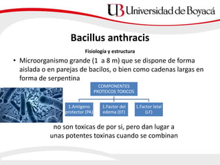Fisiología y estructura
• Microorganismo grande (1 a 8 m) que se dispone de forma
aislada o en parejas de bacilos, o bien como cadenas largas en
forma de serpentina
Bacillus anthracis
COMPONENTES
PROTEICOS TOXICOS
1.Antígeno
protector (PA)
1.Factor del
edema (EF)
1.Factor letal
(LF)
no son toxicas de por si, pero dan lugar a
unas potentes toxinas cuando se combinan
 