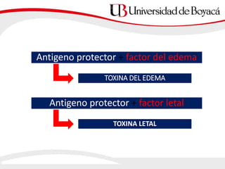 Antigeno protector + factor del edema
TOXINA DEL EDEMA
Antigeno protector + factor letal
TOXINA LETAL
 