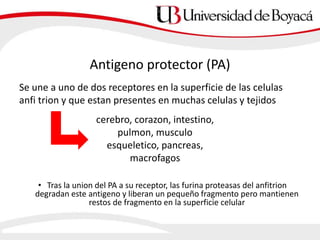 Antigeno protector (PA)
Se une a uno de dos receptores en la superficie de las celulas
anfi trion y que estan presentes en muchas celulas y tejidos
cerebro, corazon, intestino,
pulmon, musculo
esqueletico, pancreas,
macrofagos
• Tras la union del PA a su receptor, las furina proteasas del anfitrion
degradan este antigeno y liberan un pequeño fragmento pero mantienen
restos de fragmento en la superficie celular
 