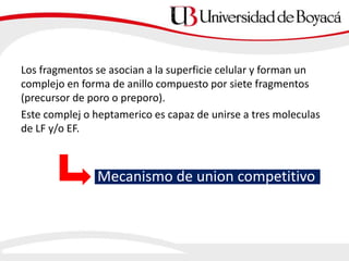 Los fragmentos se asocian a la superficie celular y forman un
complejo en forma de anillo compuesto por siete fragmentos
(precursor de poro o preporo).
Este complej o heptamerico es capaz de unirse a tres moleculas
de LF y/o EF.
Mecanismo de union competitivo
 