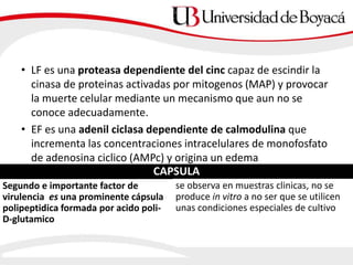 • LF es una proteasa dependiente del cinc capaz de escindir la
cinasa de proteinas activadas por mitogenos (MAP) y provocar
la muerte celular mediante un mecanismo que aun no se
conoce adecuadamente.
• EF es una adenil ciclasa dependiente de calmodulina que
incrementa las concentraciones intracelulares de monofosfato
de adenosina ciclico (AMPc) y origina un edema
CAPSULA
Segundo e importante factor de
virulencia es una prominente cápsula
polipeptidica formada por acido poli-
D-glutamico
se observa en muestras clinicas, no se
produce in vitro a no ser que se utilicen
unas condiciones especiales de cultivo
 