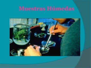 Muestras Húmedas