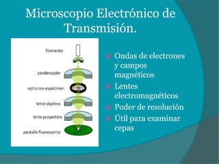 Microscopio Electrónico de
Transmisión.
Ondas de electrones
y campos
magnéticos
Lentes
electromagnéticos
Poder de resolución
Útil para examinar
cepas