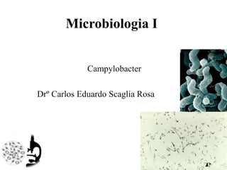 Microbiologia I
Campylobacter
Drº Carlos Eduardo Scaglia Rosa
 