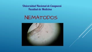 NEMATODOS
Universidad Nacional de Caaguazú
Facultad de Medicina
 