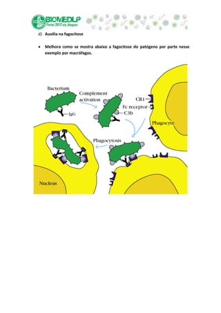 d) Auxilia na fagocitose

   Melhora como se mostra abaixo a fagocitose do patógeno por parte nesse
   exemplo por macrófagos.
 