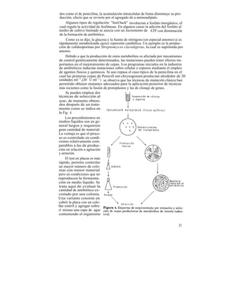 dos como el de penicilina, la acumulación intracelular de lisina disminuye su pro-
 ducción, efecto que se revierte por el agregado de a-aminoadipato.
     Algunos tipos de regulación "feed back" involucran a fosfato inorgánico, el
 cual regula la actividad de fosfatasas. En algunos casos la adición del fosfato al
 medio de cultivo limitado se asocia con un incremento de ATP con disminución
 de la formación de antibiótico.
      Como ya se dijo, la glucosa y la fuente de nitrógeno (en especial amonio) si es
 rápidamente metabolizada ejerce represión catabólica. Un ejemplo es la produc-
 ción de cafalosporinas por Streptomyces clavuligerus, la cual es suprimida por
 amonio.
     Debido a que la producción de estos metabolitos es afectada por mecanismos
 de control genéticamente determinados, las mutaciones pueden tener efectos im-
 portantes en el mejoramiento de cepas. Los programas iniciales en la industria
 de antibióticos inducían mutaciones sobre células o esporos mediante el empleo
 de agentes físicos y químicos. Si uno repasa el caso típico de la penicilina en el
 cual las primeras cepas de Penicill um chrysogenum producían alrededor de 20
 unidades ml -1 ,(20 U ml -1 ), se observa que las técnicas de mutación clásica han
 permitido obtener mutantes adecuados para la aplicación posterior de técnicas
 más recientes como la fusión de protoplastos y las de clonaje de genes.
     Se pueden emplear dos
técnicas de selección al
 azar, de mutantes obteni-
 dos después de un trata-
miento como se indica en
la Fig. 4.
     Los procedimientos en
medios líquidos son en ge-
neral largos y requieren
gran cantidad de material.
La ventaja es que el proce-
so es controlado en condi-
ciones relativamente com-
parables a las de produc-
ción en relación a agitación
y aeración.
     El test en placas es más
rápido, permite controlar
un mayor número de colo-
nias con menor material
pero en condiciones que no
reproducen la fermenta-
ción en medio líquido. Se
trata aquí de evaluar la
cantidad de antibiótico ex-
cretado por una colonia.
Una variante consiste en
cubrir la placa con un celo-
fán estéril y agregar sobre
el mismo una capa de agar
conteniendo el organismo


                                                                                23
 