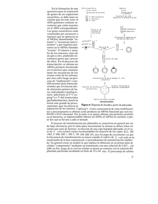 En la formación de una
 genoteca para la expresión
 de genes de un organismo
 eucariótico, se debe tener en
 cuenta que en este caso el
ADN genómico contiene se-
 cuencias que están ausentes
 en el ARN correspondiente.
 Los genes eucarióticos están
 constituídos por secuencias o
regiones que no aparecen en
 el ARNm, denominadas "in-
trones" o "secuencias intervi-
nientes" y por regiones pre-
sentes en el ARNm llamadas
"exones". El número y tama-
ño de los intrones varía de
un gen a otro, pudiendo en-
contrarse genes que carecen
de ellos. En el proceso de
transcripción, se obtiene un
ARNm primario (localizado
en el núcleo) que contiene
tanto las secuencias de los
exones como de los intrones,
por éste sufre luego un pro-
ceso de "maduración" o mo-
dificaciones post-transcrip-
cionales que involucran des-
de alteración química de ba-
ses individuales (metilacio-
nes), adiciones al 5' ("ca-
ping") o 3' del transcripto
(poliadenilación), hasta la
forma más grande de proce-
samiento que involucra la
separación de los intrones ("splicing"). Como consecuencia de estas modificacio-
nes y procesamiento se obtiene como producto un ARNm funcional que será tra-
ducido a nivel ribosomal. Por lo tanto si se quiere obtener una proteína eucarióti-
ca en bacterias, es imprescindible obtener un ADNe al ARNm en cuestión, a par-
tir del cual se llevará a cabo el donado.
     El proceso de transformación por plásmidos se caracteriza en general por ser
de baja eficiencia; por lo tanto para incrementar la misma se deben tener en
cuenta una serie de factores: a) elección de una cepa huésped adecuada; en el ca-
so de E. coli existen varias recomendadas (la mayoría de las cepas K12, MC
1061, C 600, DH 1, DH 5, I M 109, HB 101, etc); b) etapa de crecimiento, ya que
la frecuencia de transformación es mayor cuando el cultivo de E. coli está en la
mitad tardía de la fase exponencial; c) procedimiento de transformación emplea-
do. En general existe un modelo lo que implica la obtención en un primer paso de
células "competentes" mediante un tratamiento con una solución de CaCl 2 (50
mM) en frío, luego de lo cual las células se ponen en contacto con la solución del
plásmido purificado incubando en hielo de 10 a 60 min. El porcentaje de células

                                                                                27
 