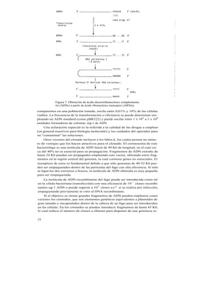 Figura 7. Obtención de ácido desoxiribonucleico complementa-
            rio (ADNc) a partir de ácido ribonucleico mensajero (ARNm).

competentes en una población tratada, oscila entre 0,01% y 10% de las células
viables. La frecuencia de la transformación o eficiencia se puede determinar em-
pleando un ADN standard (como pBR322) y puede oscilar entre 1 x 106 a 1 x 108
unidades formadoras de colonias mg-1 de ADN.
     Una aclaración especial es la referida a la calidad de las drogas a emplear
(en general reactivos para biología molecular) y los cuidados del operador para
no "contaminar" las soluciones.
     Otros vectores del clonado incluyen a los faltos k, los cuales poseen un núme-
ro de ventajas que los hacen atractivos para el clonado. El cromosoma de este
bacteriófago es una molécula de ADN lineal de 49 Kb de longitud, en el cual cer
ca del 40% no es esencial para su propagación. Fragmentos de ADN extraño de
hasta 24 Kb pueden ser propagados empleando este vector, ubicando estos frag-
mentos en la región central del genoma, la cual contiene genes no esenciales. El
reemplazo de estos es fundamental debido a que sólo genomas de 40-52 Kb pue-
den ser empaquetados dentro de las partículas del fago con alta eficiencia. Si sólo
se ligan los dos extremos o brazos, la molécula de ADN obtenida es muy pequeña
para ser empaquetada.
    La molécula de ADN recombinante del fago puede ser introducida como tal
en la célula bacteriana (transfección) con una eficiencia de 10` 1 clones recombi-
nantes ug-1 ADN o puede superar a 10 6 clones u g-1 si se realiza por infección,
empaquetando previamente in vitro al DNA recombinante.
    Si el objetivo es clonar grandes fragmentos de ADN pueden emplearse como
vectores los cósmidos, que son elementos genéticos equivalentes a plásmidos de
gran tamaño y encapsulados dentro de la cabeza de un fago para ser introducidos
en las células. En los cósmidos se pueden introducir fragmentos de hasta 45 Kb,
lo cual reduce el número de clones a obtener para disponer de una genoteca re-


28
 