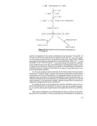 cuales son regulados de una manera compleja por muchos genes. Esto puede. ser
el motivo por el cual las mutaciones con agentes físicos (luz UV, rayos X) y quími-
cos, han tenido un gran éxito en el mejoramiento de cepas. Entre 1950 y 1980 la
concentración de penicilina obtenida fue incrementada desde 1000 U ml -1 a cerca
de 60.000 - U ml-1 (0.5 a 35 mg ml -1 ). Este mejoramiento fue posible no solamen-
te por modificaciones en la cepa, sino también por la tecnología del proceso, como
la ingeniería de aireación y sistema de mezclado en fermentadores, alimentación
continua de glucosa, empleo de electrodos de pH para el control del mismo, y uti-
lización del sistema continuo.
     Las técnicas genéticas se han utilizado de dos formas para el mejoramiento
del proceso. En primer lugar el empleo de mutantes bloqueados ha permitido el
conocimiento de las rutas biosintéticas y de apropiadas ténicas de selección. En
segundo lugar, las técnicas de fusión de protoplastos y procesos parasexuales fa=
cilitaron la obtención de recombinantes con rendimientos superiores a los de las
cepas originales y con expresiones estables. Además esto permitió la obtención de
organismos productores de nuevos antibióticos.
     El empleo de técnicas de mejoramiento genético posibilitó entonces el au-
mento de rendimientos y la obtención de nuevas cepas que no producen pigmen-
tos, lo cual ha sido de gran importancia en las etapas de extracción y purifica-
ción.
     Otro aspecto importante en el mejoramiento de cepas se refiere a la morfolo-
gía celular. En este sentido, si bien es conocido que la morfología de un hongo en

                                                                                83
 