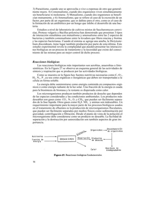 3) Parasitismo, cuando uno se aprovecha o vive a expensas de otro que general-
mente muere. 4) Comensalismo, cuando dos organismos viven simultáneamente
sin beneficiarse ni molestarse. 5) Mutualismo, cuando dos organismos se benefi-
cian mutuamente, y 6) Amensalismo, que se refiere al caso de la excreción de un
factor, por parte de un organismo, que es dañino para el otro, como es el caso de
la formación de un antibiótico por un hongo que inhibe el desarrollo de una bac-
teria.
     Estudios a nivel de laboratorio de cultivos mixtos de Saccharomyces cerevi-
siae, Proteus vulgaris y Bacillus polymixa han demostrado que presentan 3 tipos
de interacción simultánea con mutualismo y amensalismo entre las 2 especies de
bacterias y también comensalismo entre la levadura que libera niacina y biotina
y las especies bacterianas. Cuando al sistema se agrega una ameba, la Dictytoste-
lium discoideum, tiene lugar también predación por parte de esta última. Este
estudio experimental revela la complejidad que pueden presentar las interaccio-
nes biológicas en un proceso de tratamiento y la necesidad que existe del conoci-
miento de las mismas para un mejor control de dicho proceso.


Reacciones biológicas
     Las reacciones biológicas más importantes son aerobias, anaerobias o foto-
sintéticas. En la Figura 27 se observa un esquema general de las actividades de
síntesis y respiración que se producen por las actividades biológicas.
     Como se muestra en la figura hay fuentes nutritivas necesarias como C, O 2 ,
H2 , N 2 , P , ya sea como orgánicas o inorgánicas que deben ser transportadas a la
célula en forma soluble.
     La energía debe suministrarse como energía contenida en compuestos orgá-
nicos o como energía radiante de la luz solar. Una fracción de la energía es usada
para la biosíntesis de biomasa y la restante es dispersada como calor.
     Los microorganismos producen también productos de desecho que dependen
de las especies consideradas y las condiciones ambientales. Los productos más
deseables son gases como CO 2 , N 2 , O 2 y CH4, que pueden ser fácilmente separa-
dos de la fase líquida. Otros gases como H2S NH3 y aminas son indeseables. Un
requerimiento importante para la mayor parte de los procesos biológicos usados
en el tratamiento de efluentes es la producción de microorganismos floculantes,
que pueden ser fácilmente separados por medios físicos como sedimentación por
gravedad, centrifugación o filtración. Desde el punto de vista de la polución el
microorganismo debe considerarse como un producto no deseable. La facilidad de
separación y la destrucción por autooxidación son también aspectos de gran im-
portancia.




94
 