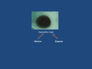 Aspergillus niger Género Especie 