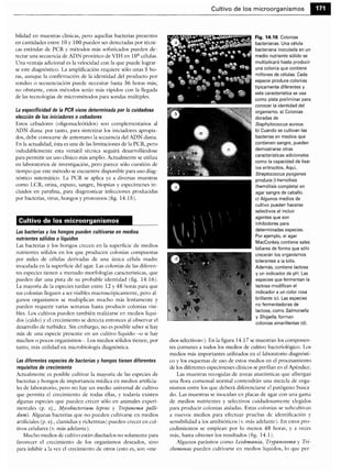 Microbiologia medica