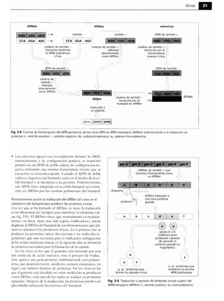 Microbiologia medica